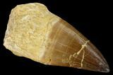 Partially Rooted Mosasaur (Prognathodon) Tooth #114487-1